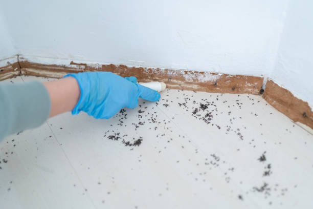 Reliable Rollingwood, TX Pest Control Solutions